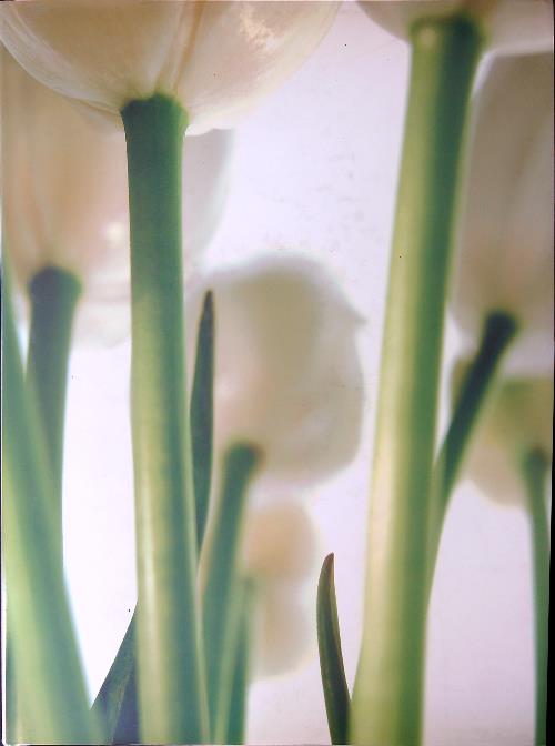 Becoming Being Passing