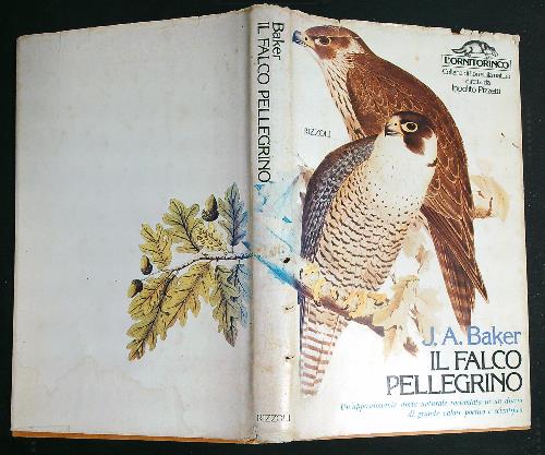 Il falco pellegrino