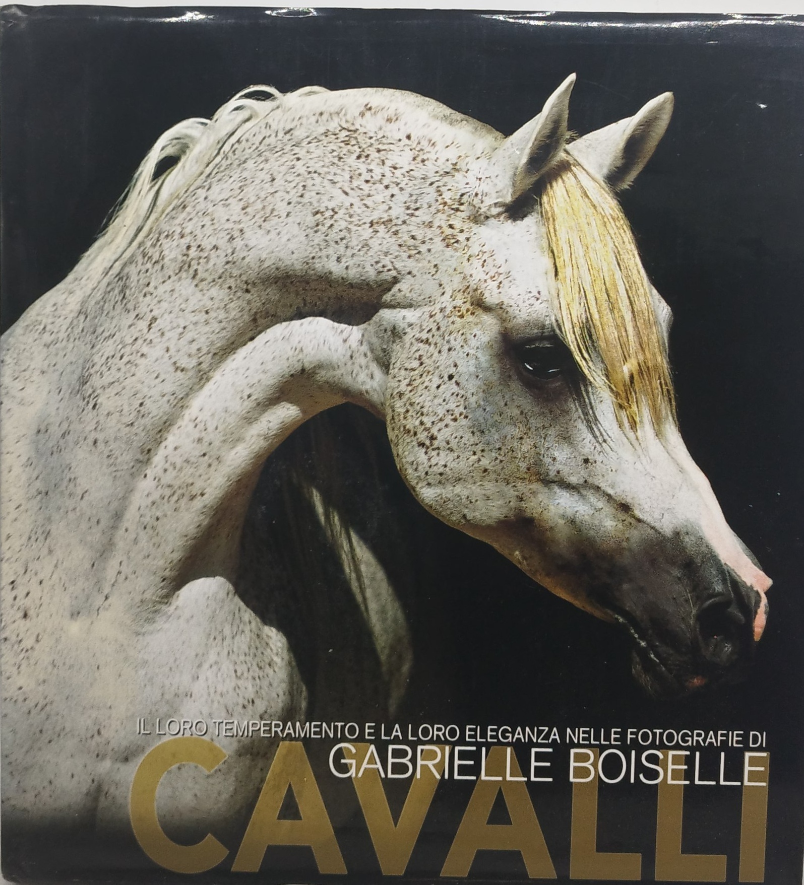 cavalli il loro temperamento e la loro eleganza nelle fotografie …