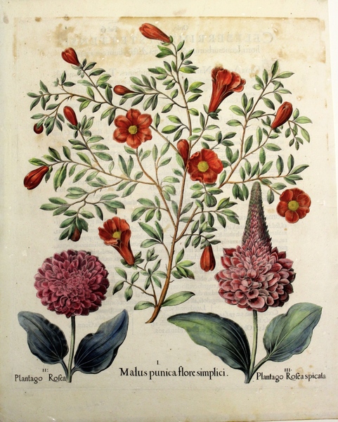 Malus Punica flore simplici- Plantago Rosea- Plantago Rosea Spicala