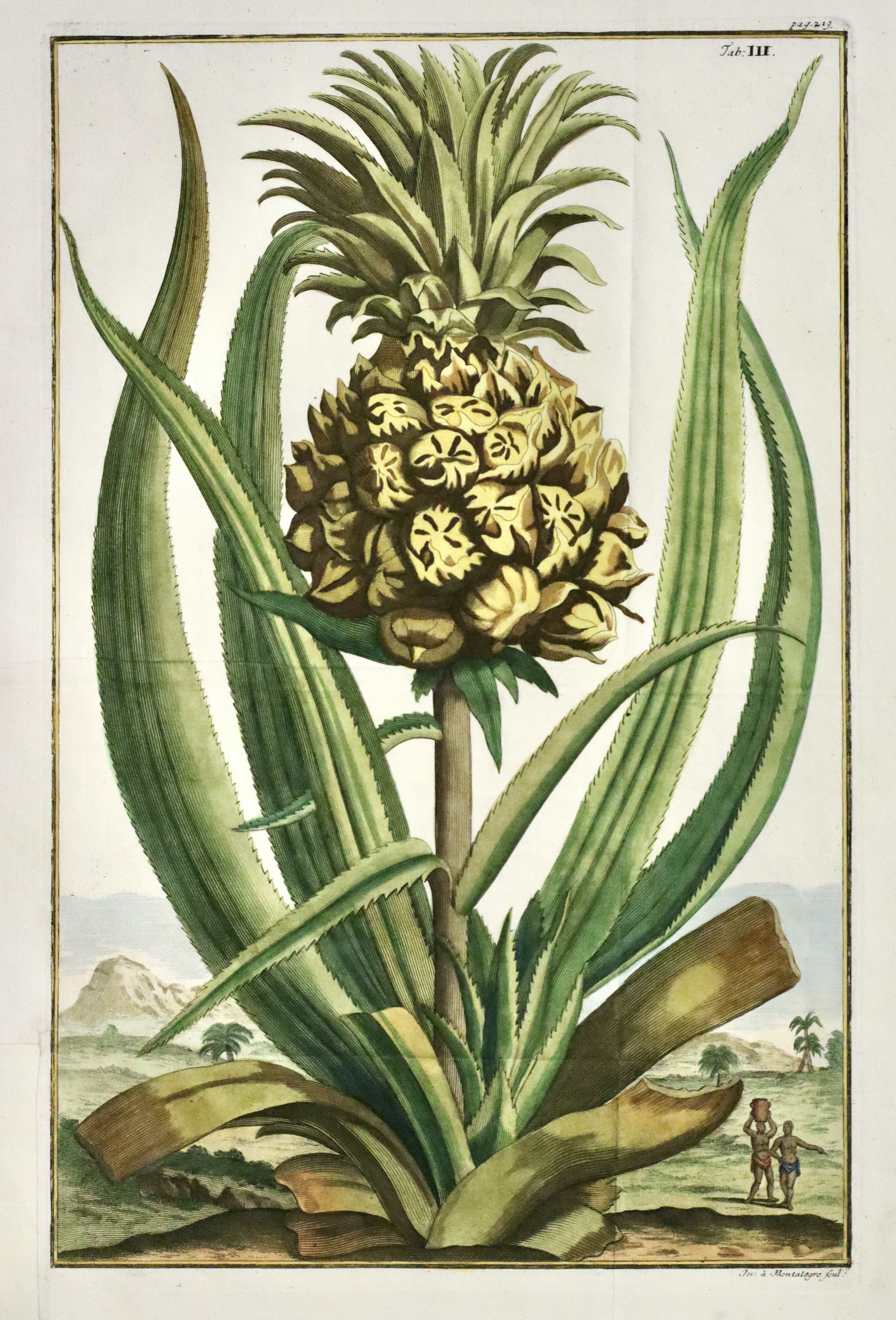 Ananas Tab. III