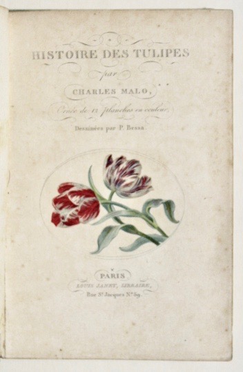 Histoire des Tulipes