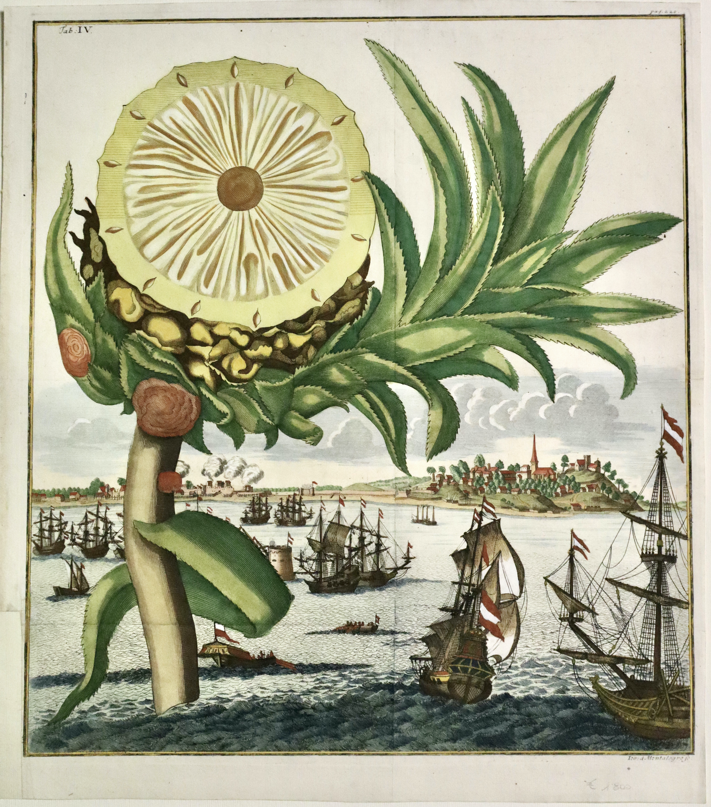 Pineapple Tab. IV