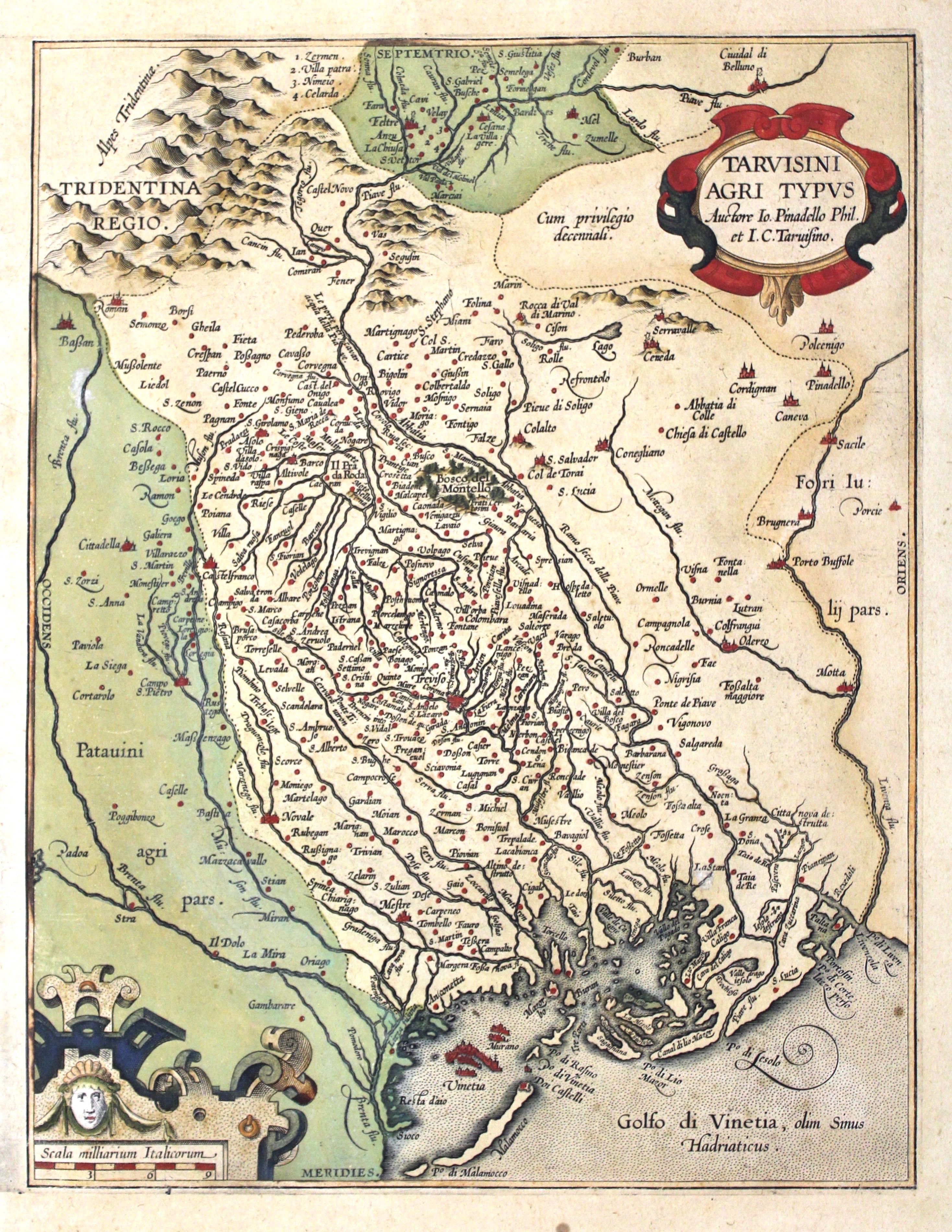 Tarvisini agri typus