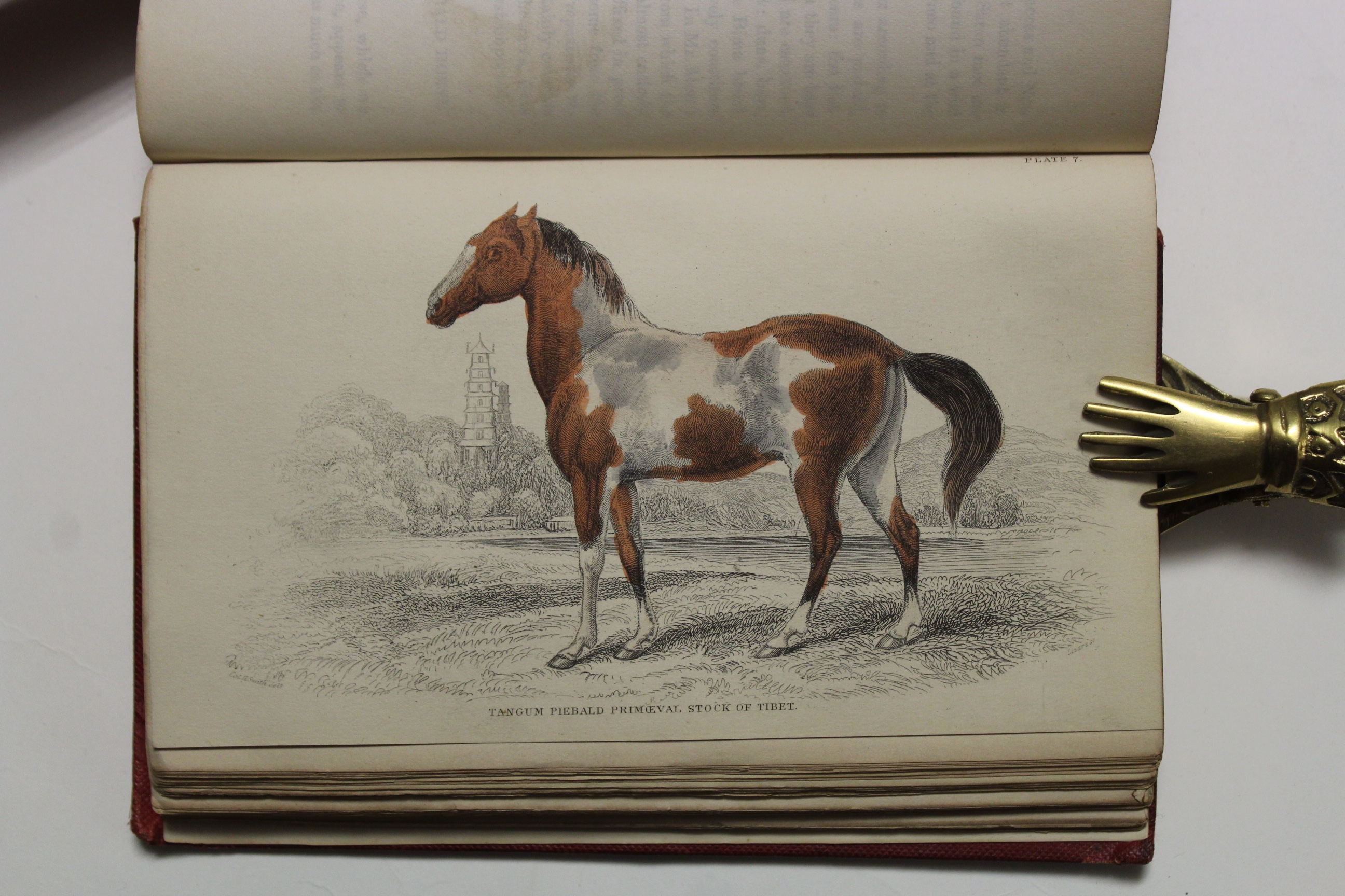 The naturalist's library. Vol. XX. Mammalia. Horses.