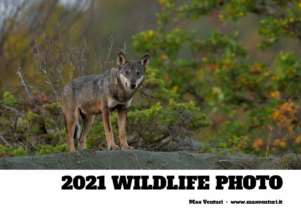 2021 WILDLIFE PHOTO di Max Venturi, 2021, Youcanprint