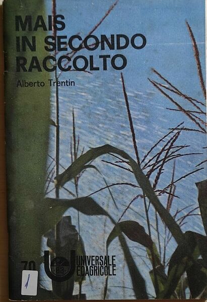 Mais in secondo raccolto di Alberto Trentin, 1971, Universale Edagricole