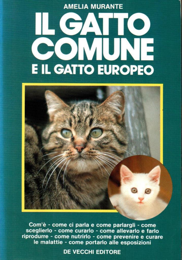 Il gatto comune e il gatto europeo