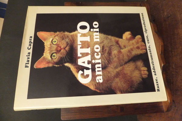 GATTO AMICO MIO