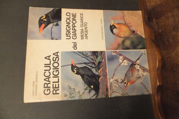 GRACULA RELIGIOSA USIGNOLO DEL GIAPPONE MESIA GUANCE ARGENTO