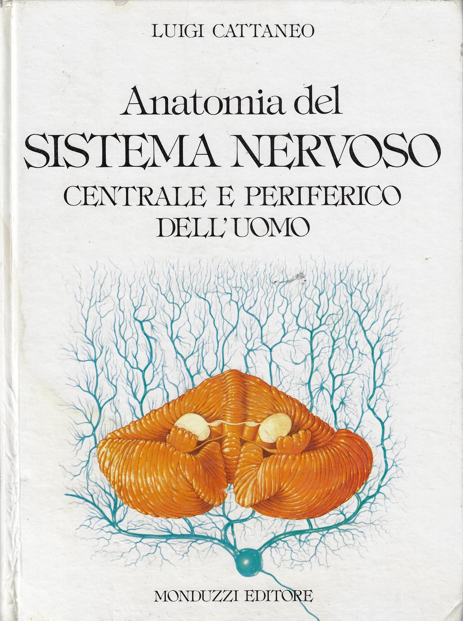 Anatomia del sistema nervoso centrale e periferico dell'uomo