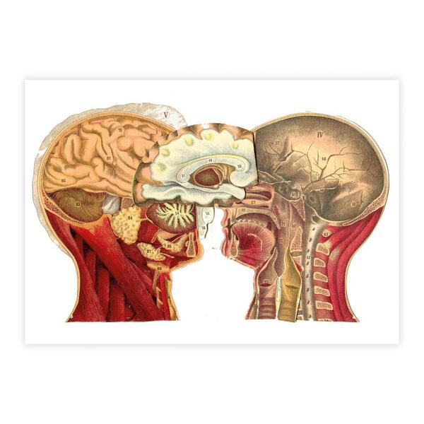 Anatomy of the head