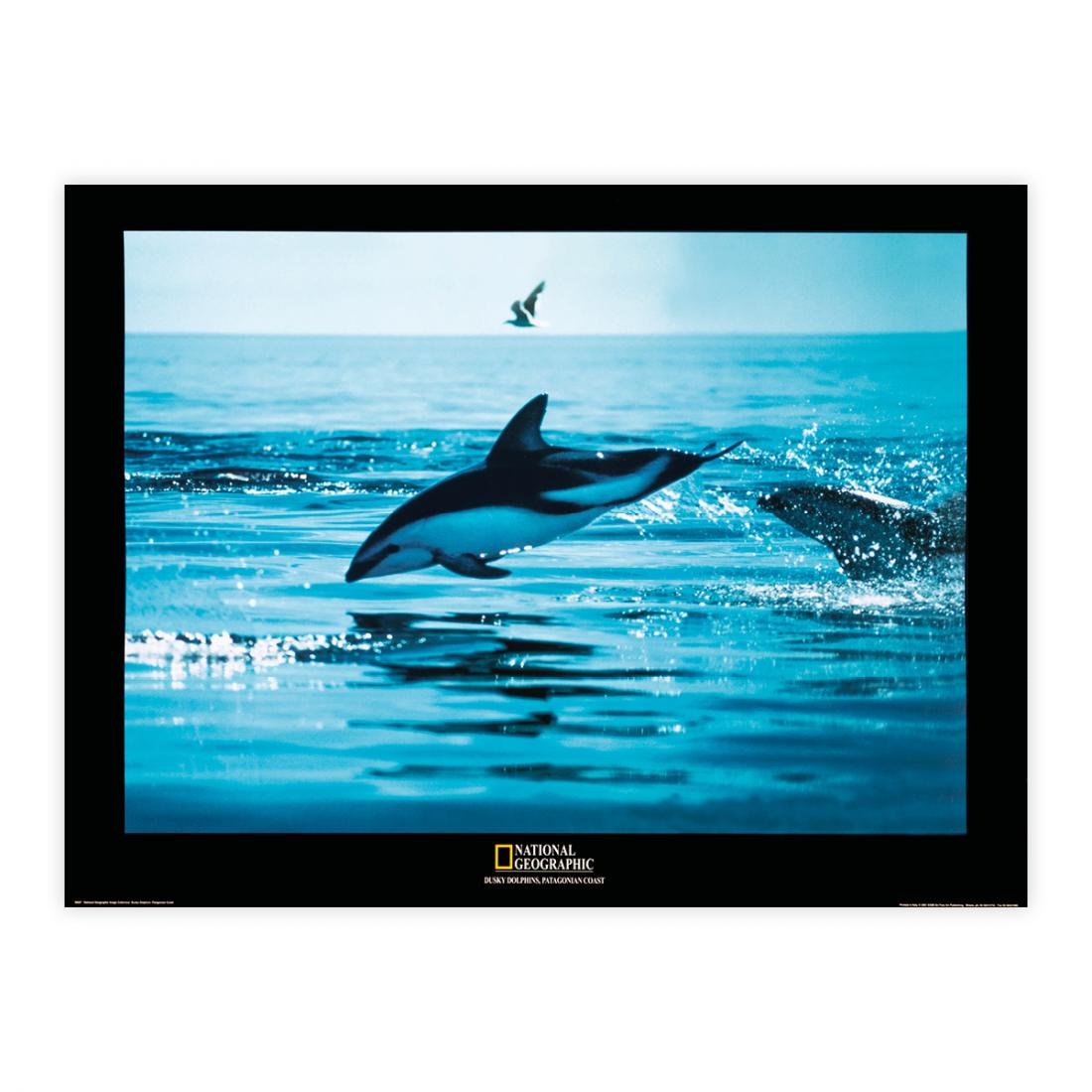 National Geographic - Dusky Dolphins, Patagonia Coast