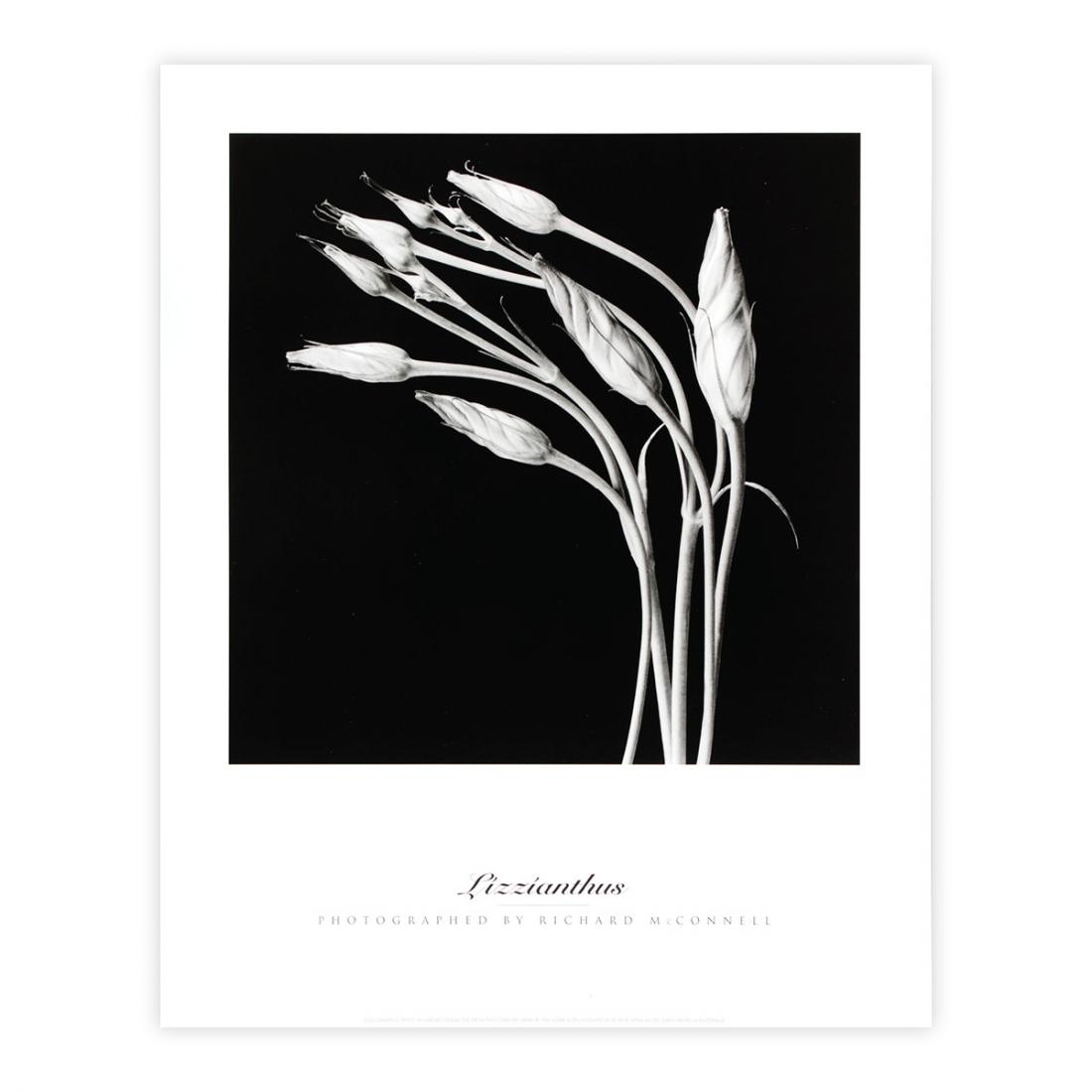 Stampa fotografica - Lizzianthus, Photographed by Richard McConnell