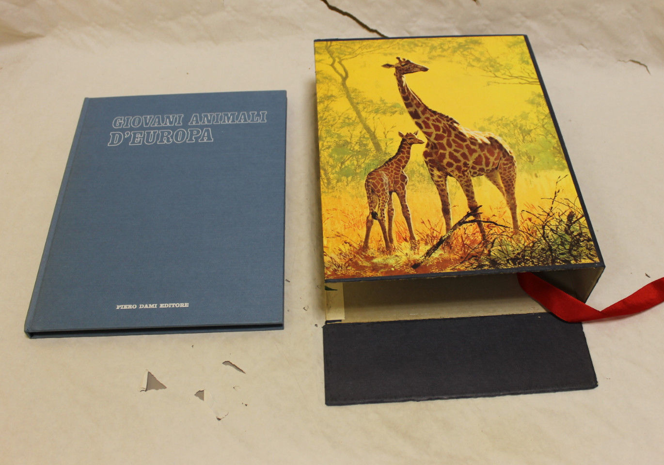 Giovani animali dei 5 continenti