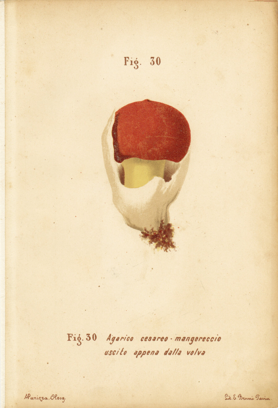 Agarico cesareo. Mangereccio. Uscito appena dalla volva. Stampa 1887
