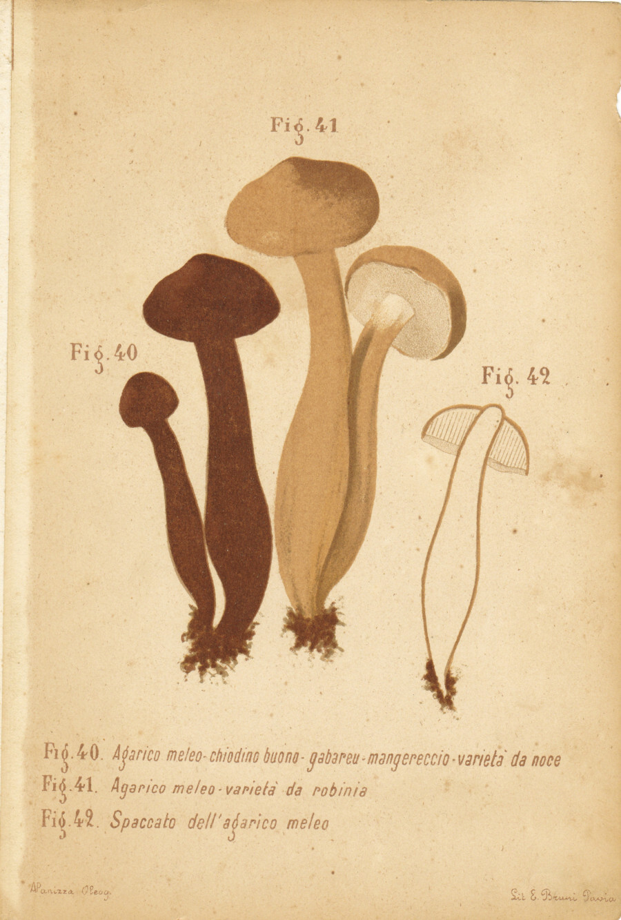 Agarico meleo. Mangereccio. Chiodino buono. Varoetà da robinia. Stampa 1887