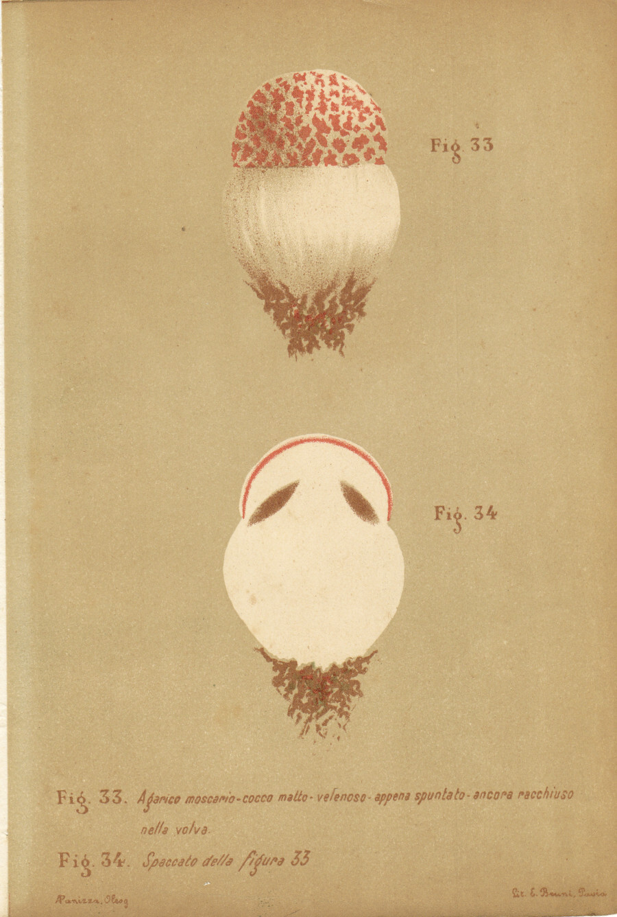 Agarico moscario, cocco matto. Velenoso. Appena spuntato. Stampa 1887