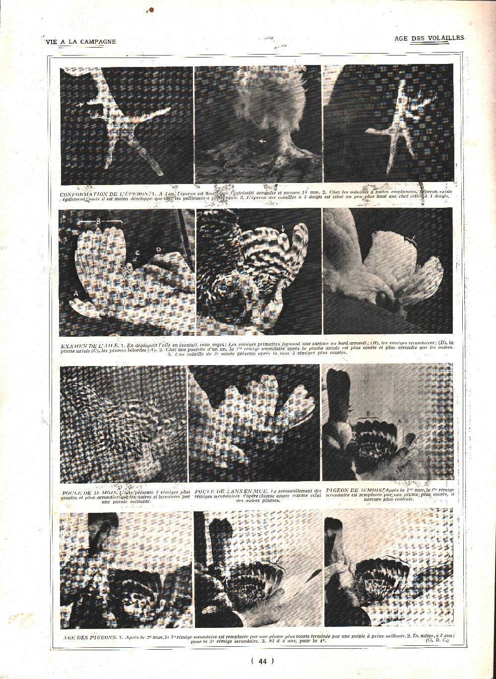 Age de vollaile. Stampa 1924