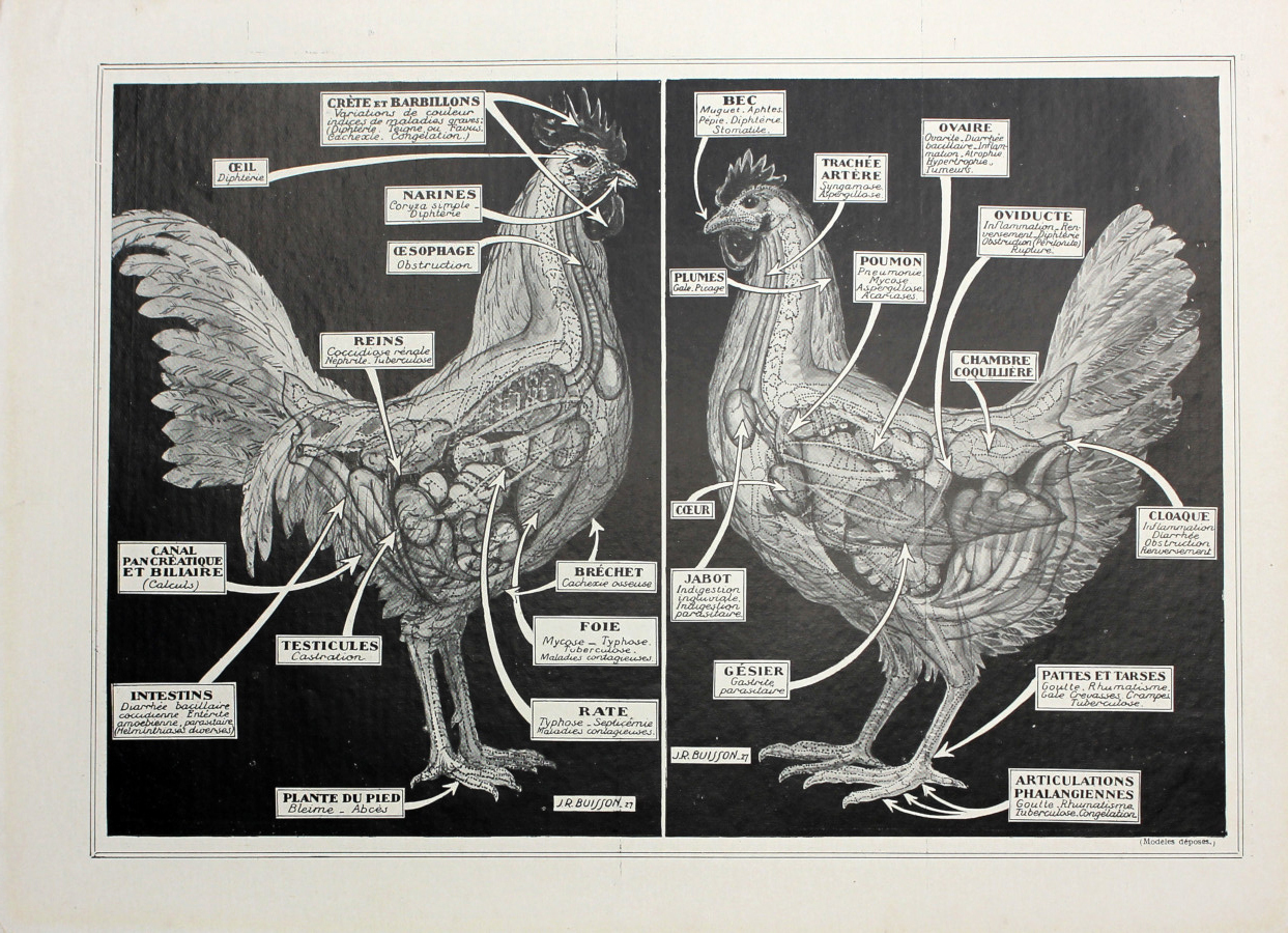 Anatomie d'une poule. Immagine 1927