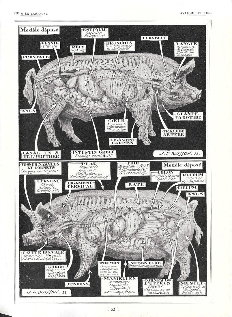 Anatomie du porc - Marquage et bouclage du porc - …