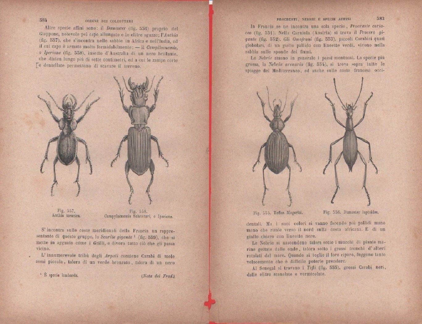 Anthis toracica, Campylocnemia Schraeteri/Teflus Magelei, Damaster laptoides