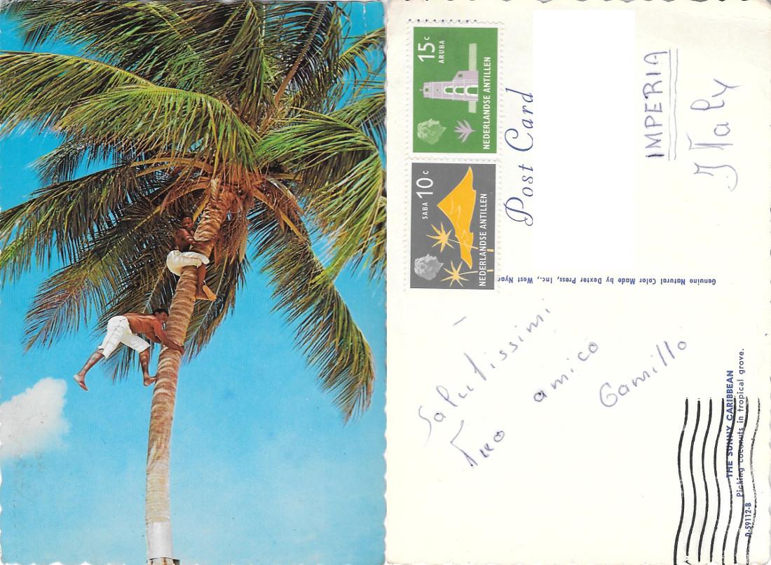 Antille Olandesi. Picking coconuts in tropical grove. Viaggiata