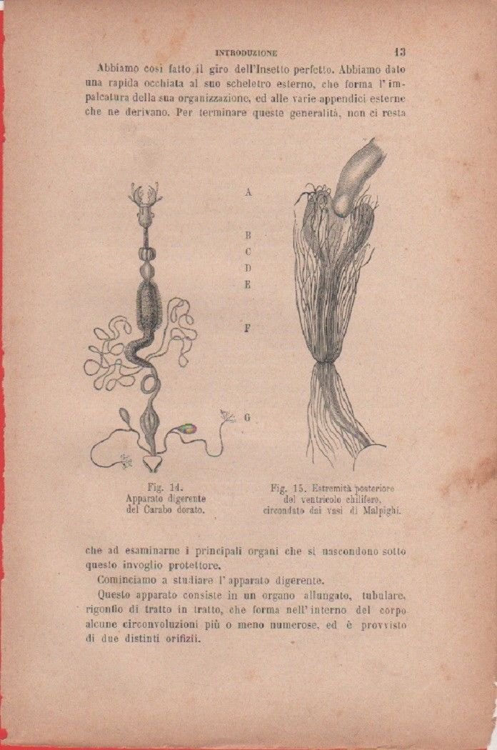 Apparato digerente del Carabo dorato/Estremità posteriore del ventricolo. Stampa