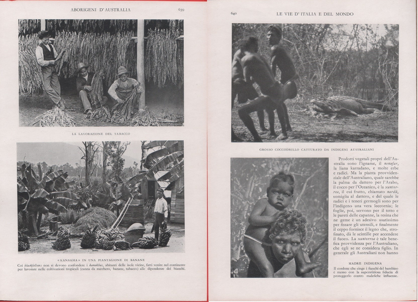 Australia. Lavorazione del tabacco; Kanakha in una piantagione di banane. …