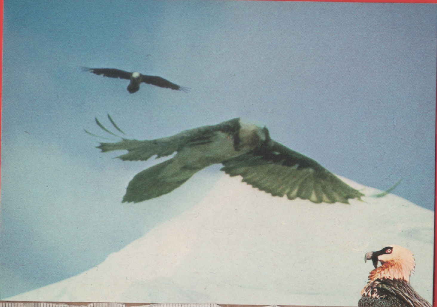 Avvoltoio degli agnelli (Gipatus barbatus). Non viaggiata