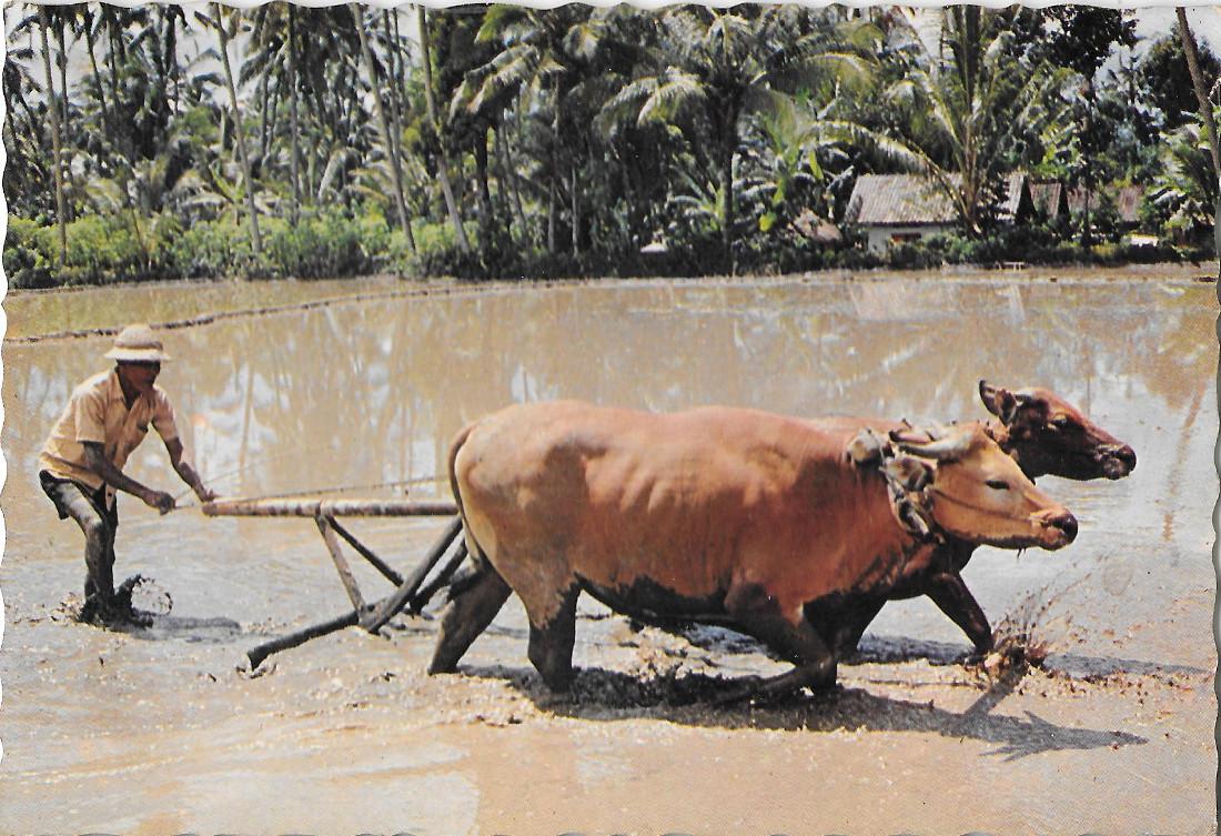 Bali. A farmer ploughing the field. Non viaggiata