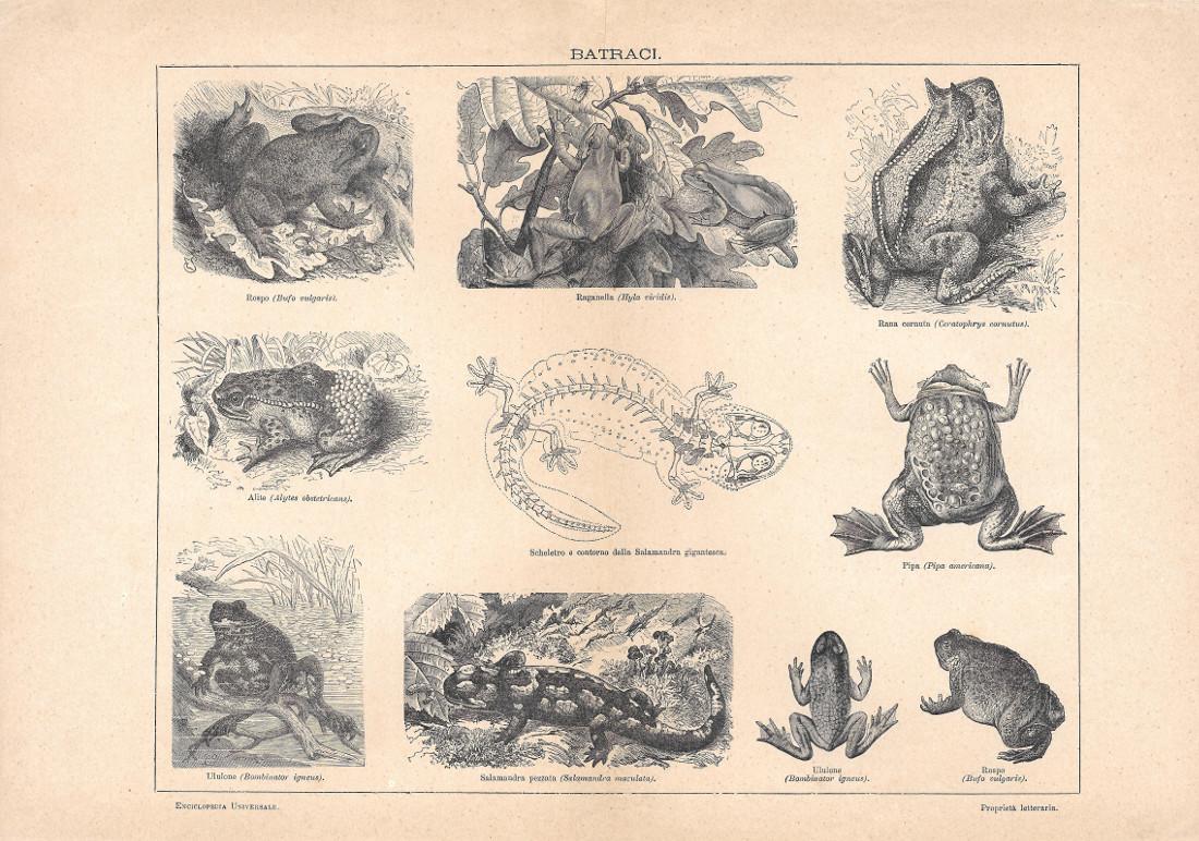 Batraci. Lexicon Vallardi 1900 ca.