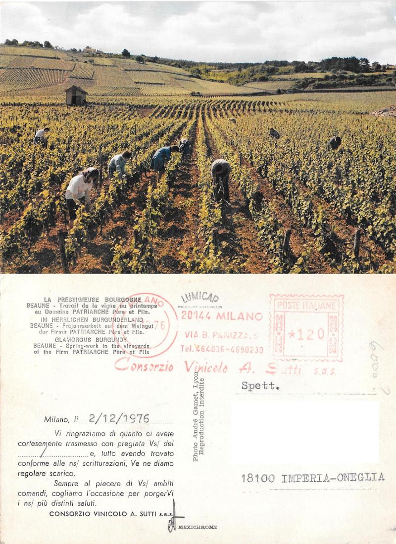 Beaune. Travail de vigne au printemps au Demanine Patriarche. Viaggiata …