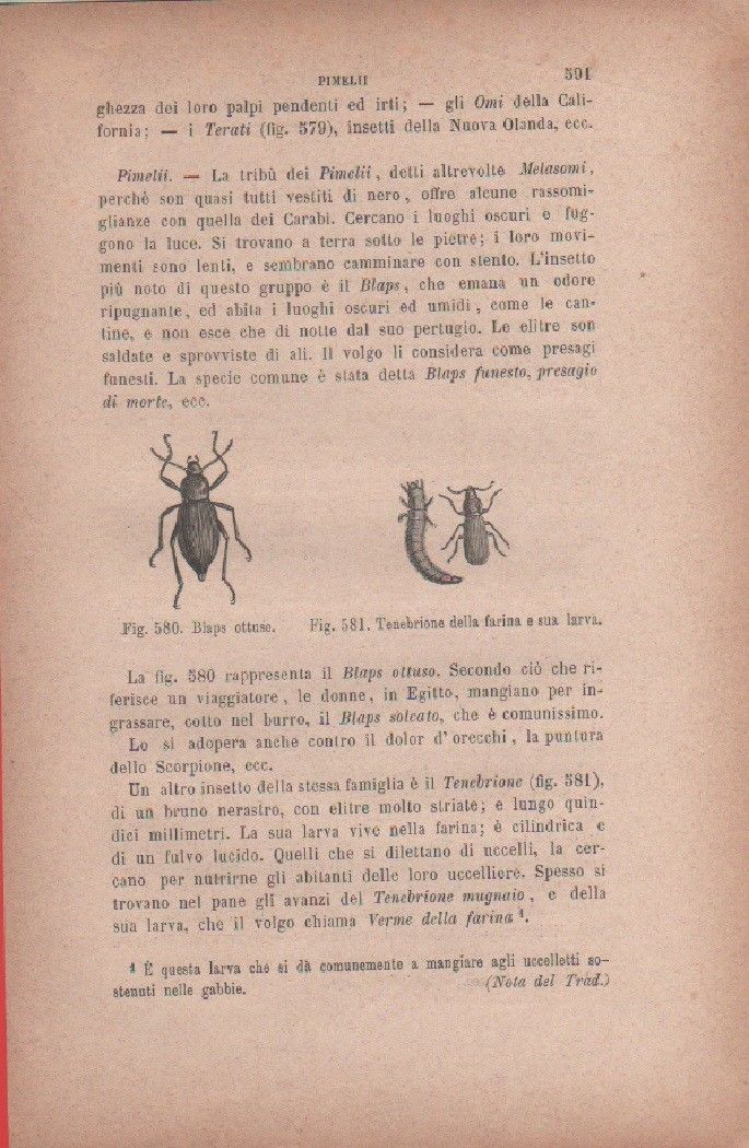 Blaps notturno; Tenebrino della farina e sua larva. Vecchia stampa