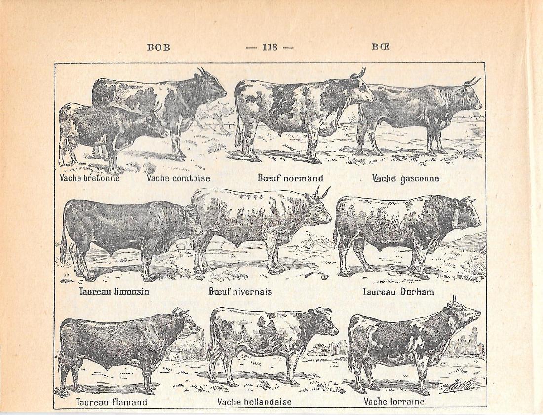 Boeuf. Stampa 1954