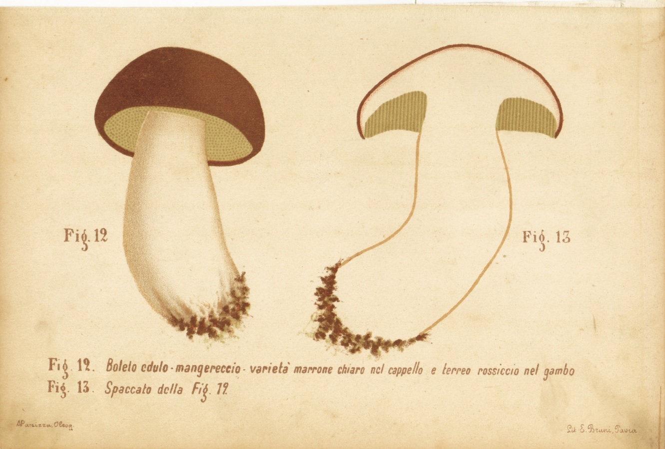 Boleto edulo. Mangereccio. varieta marrone chiaro nel cappello. Stampa 1887