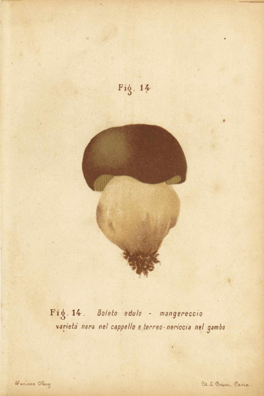 Boleto edulo. Mangereccio. Varieta nera nel cappello. Stampa 1887