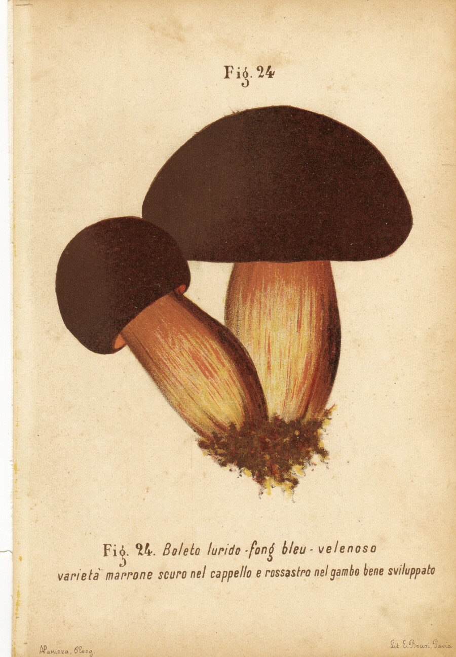 Boleto lurido, fong bleu. Velenoso, varietà marrone. Stampa 1887