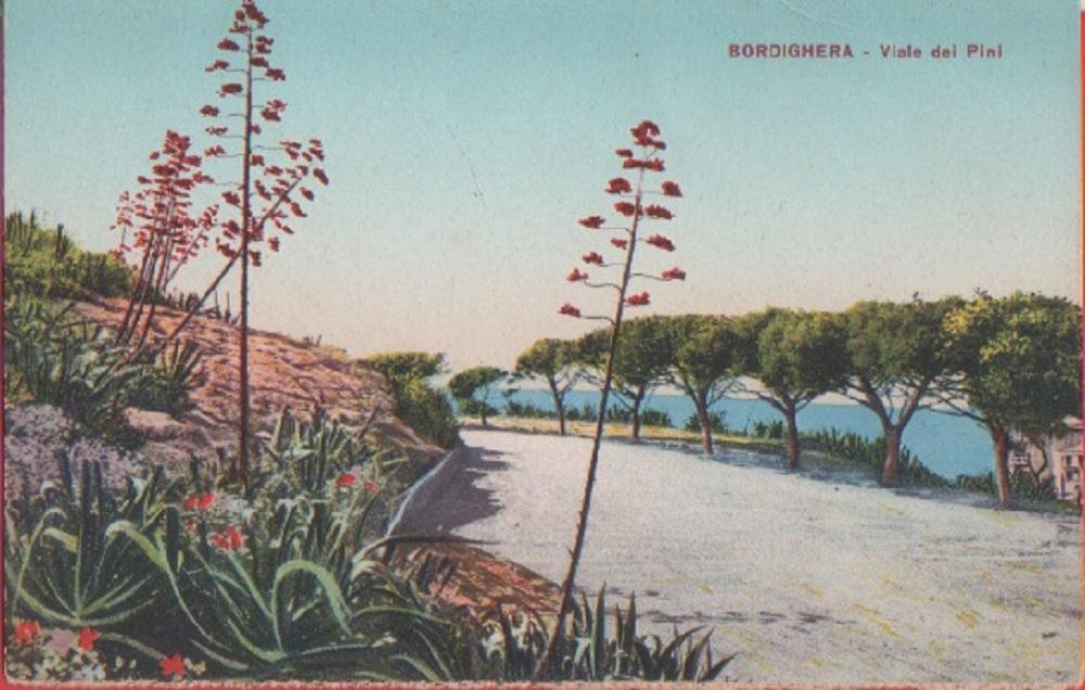 Bordighera. Viale dei Pini.Non viaggiata.