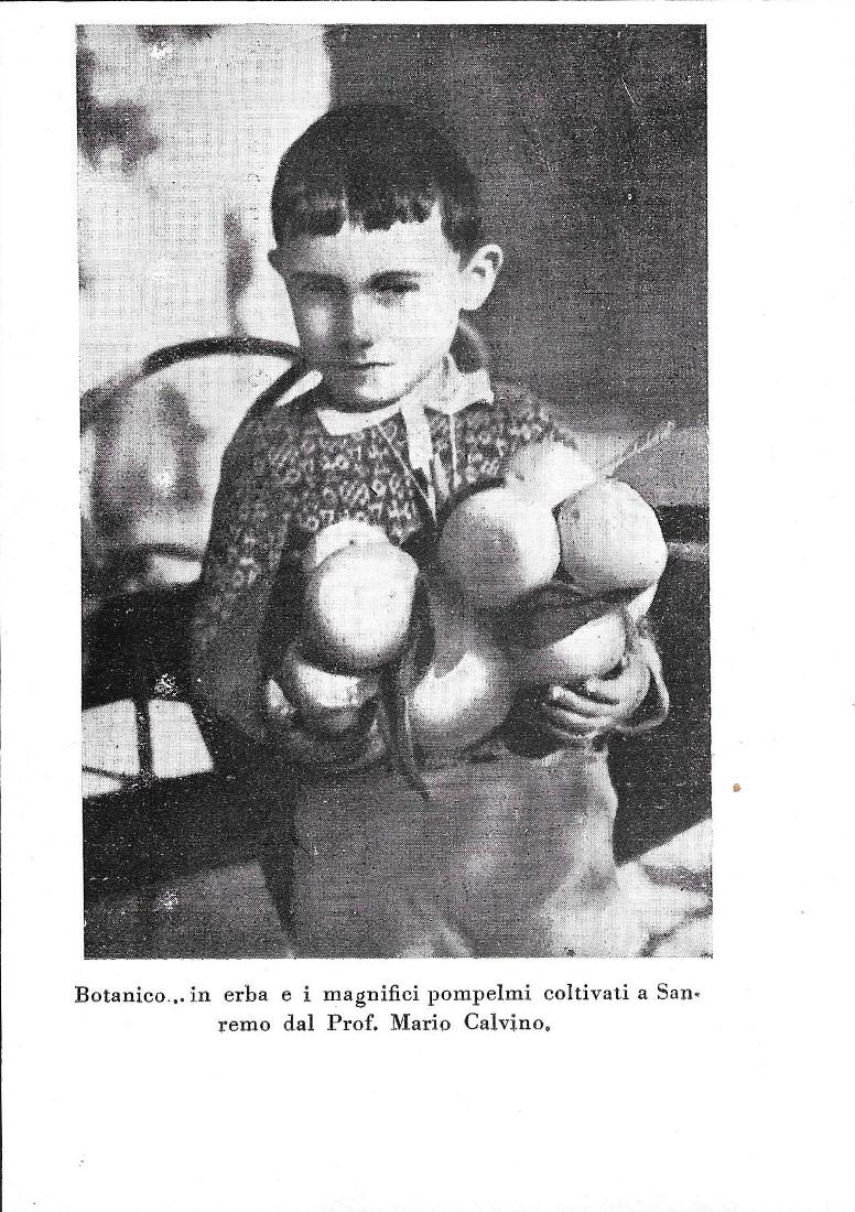Botanico ...in erba e i magnifici pompelmi coltivati a Sanremo …