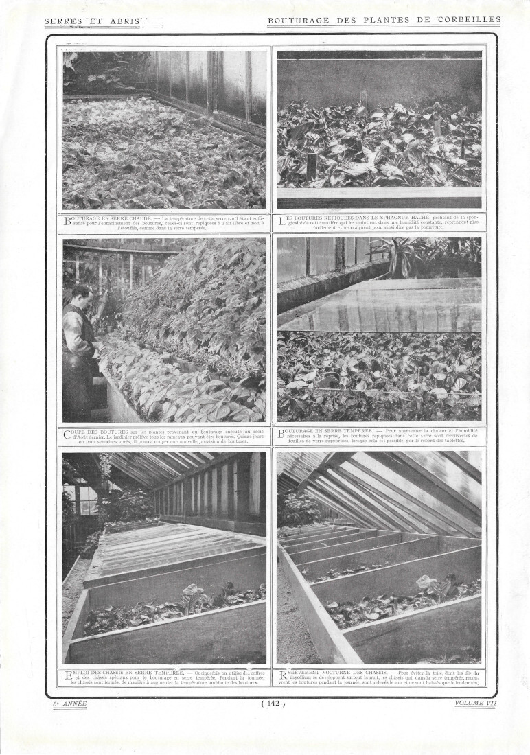 Bouturage des Plantes de Corbeilles / Pratique des Semis - …