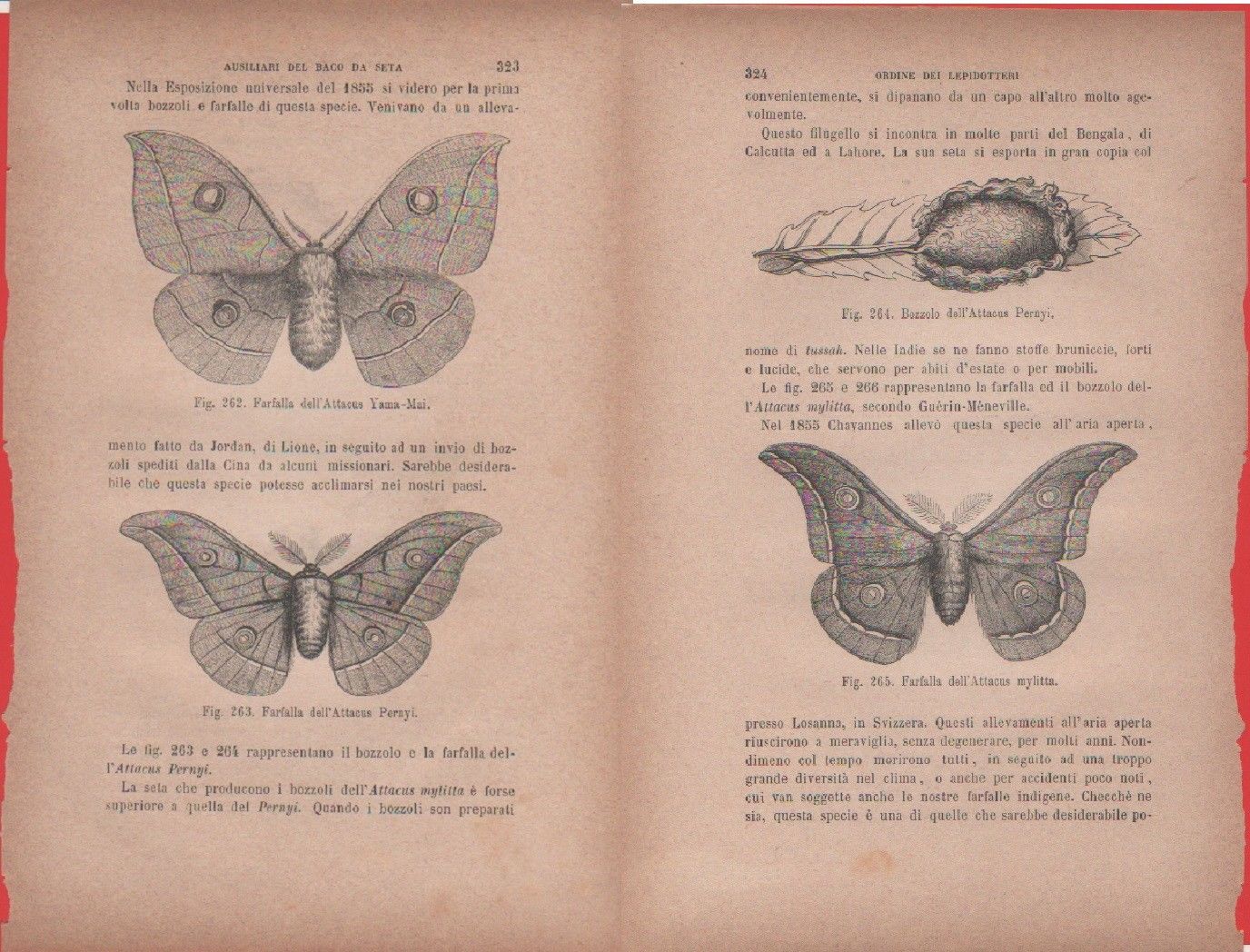 Bozzolo dell'Attacus Pernyi; Farfalla dell'A. mylitta / Farfalle di Attacus …