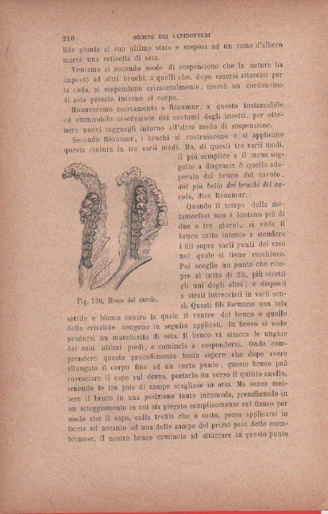 Bruco del cavolo. Vecchia stampa