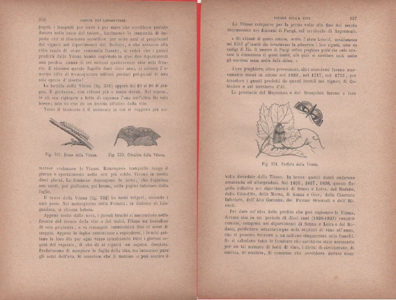 Bruco della Vitana; Crisalide della Vitana / Farfalla della Vitana. …