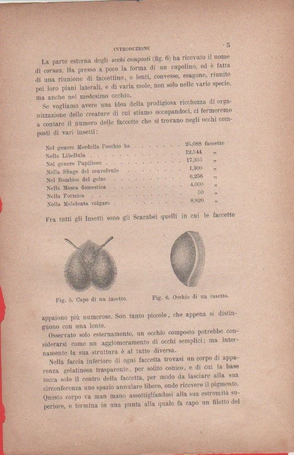 Capo di un insetto; Occhio di un insetto. Vecchia stampa