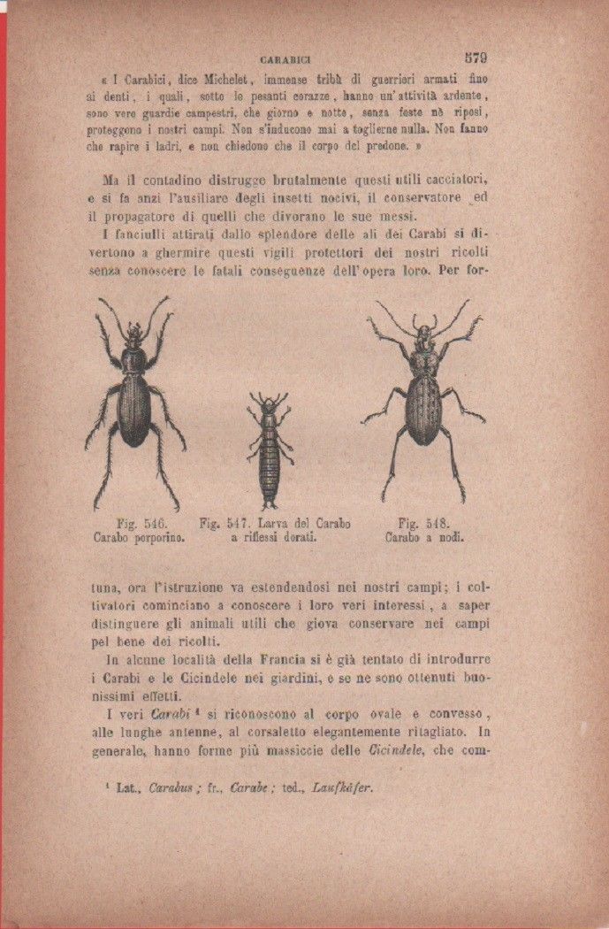 Carabo porporino; larva del C. a riflessi dorati; C. a …