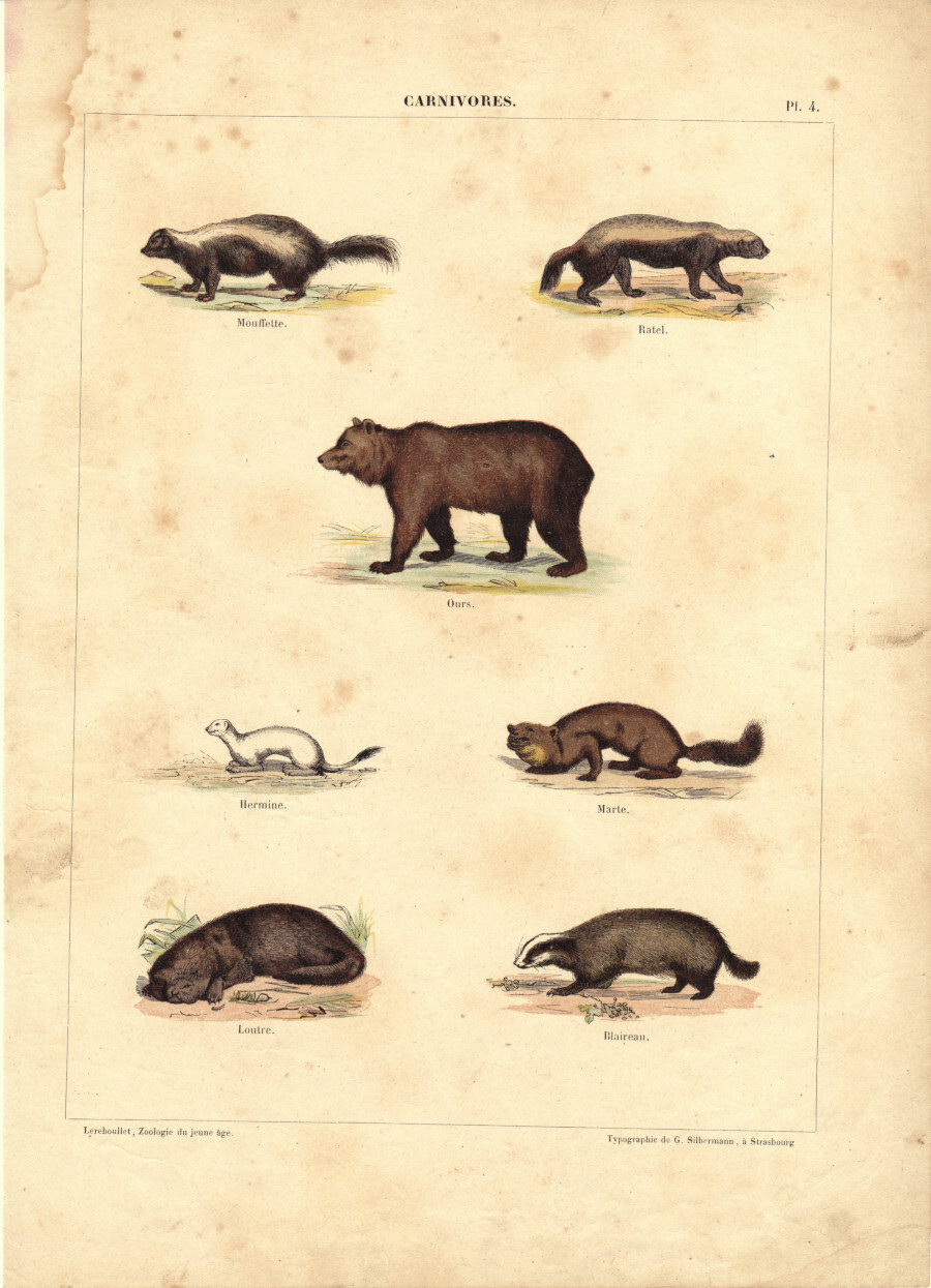 Carnivores. Stampa 1860