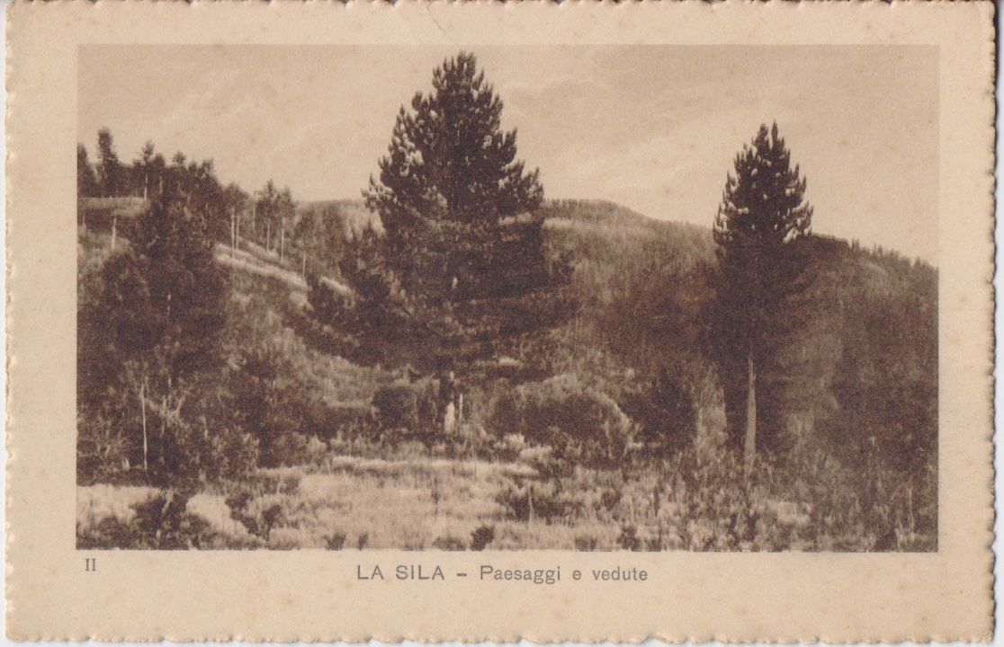 Cartolina - La Sila. Paesaggi e vedute II/20