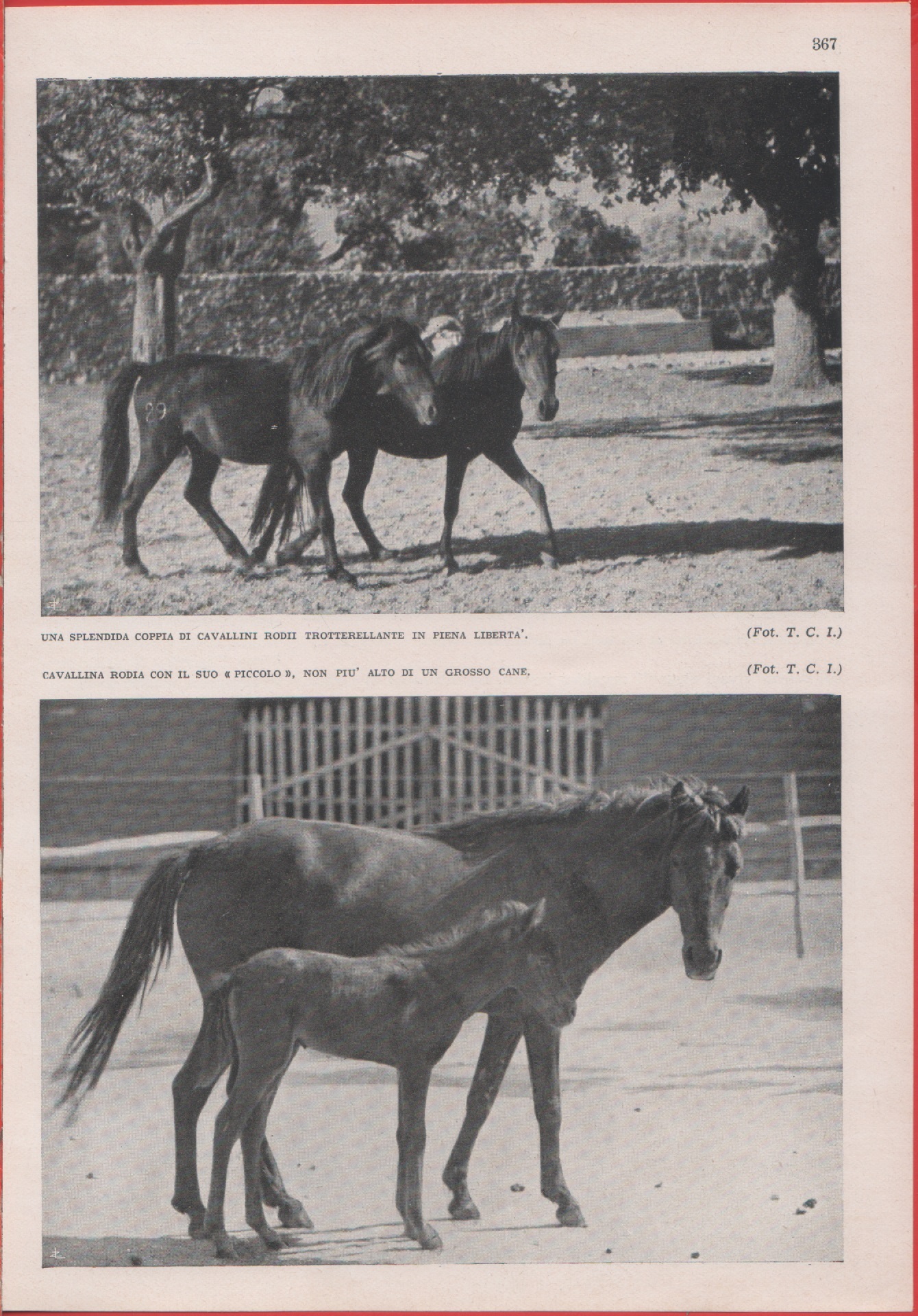 Cavalli rodii. Immagine 1937