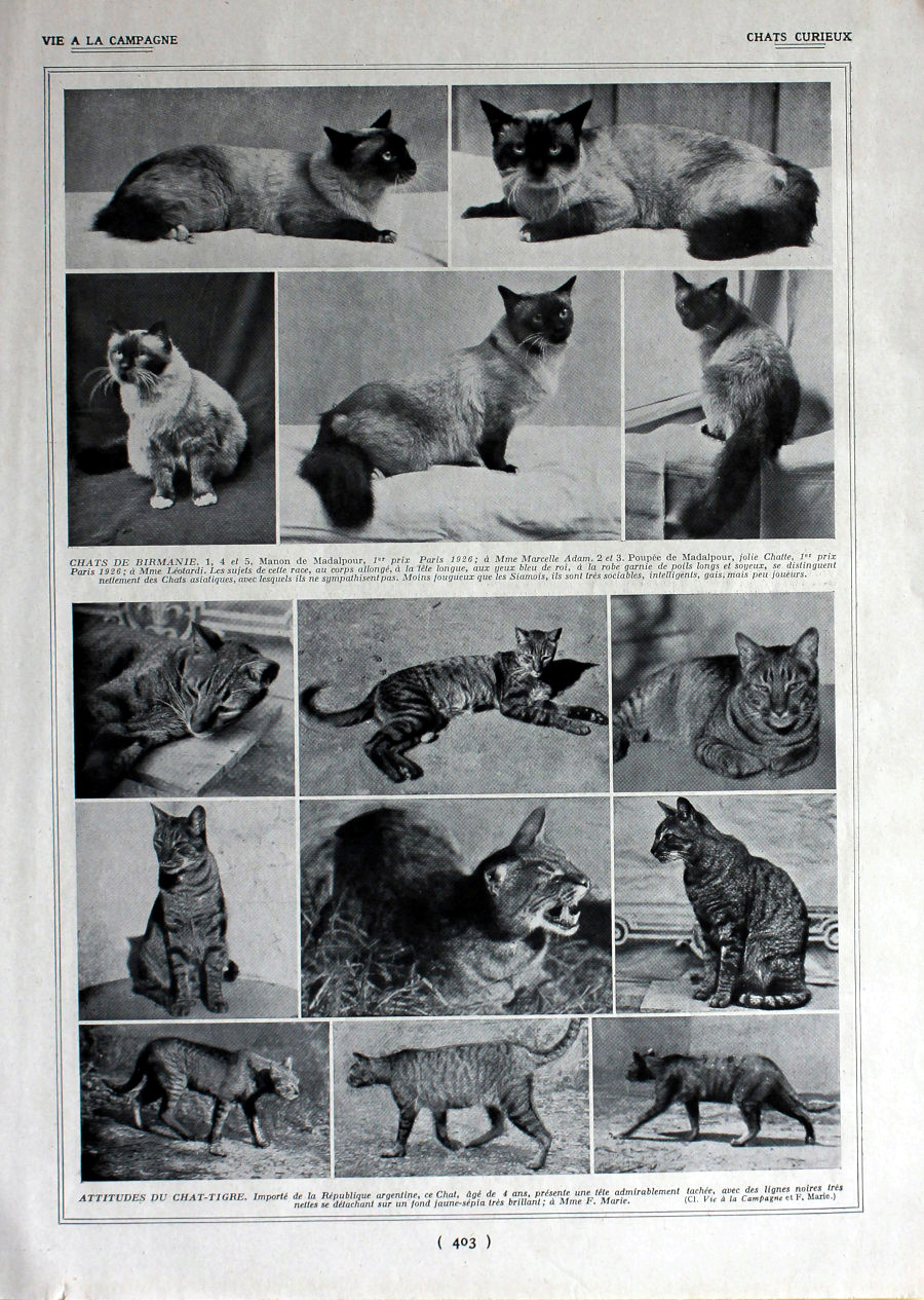 Chats curieux: chats de Birmanie, attitude du Chat-tigre. Immagine 1926